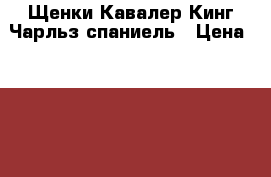 Щенки Кавалер Кинг Чарльз спаниель › Цена ­ 40 000 - Крым, Севастополь Животные и растения » Собаки   . Крым